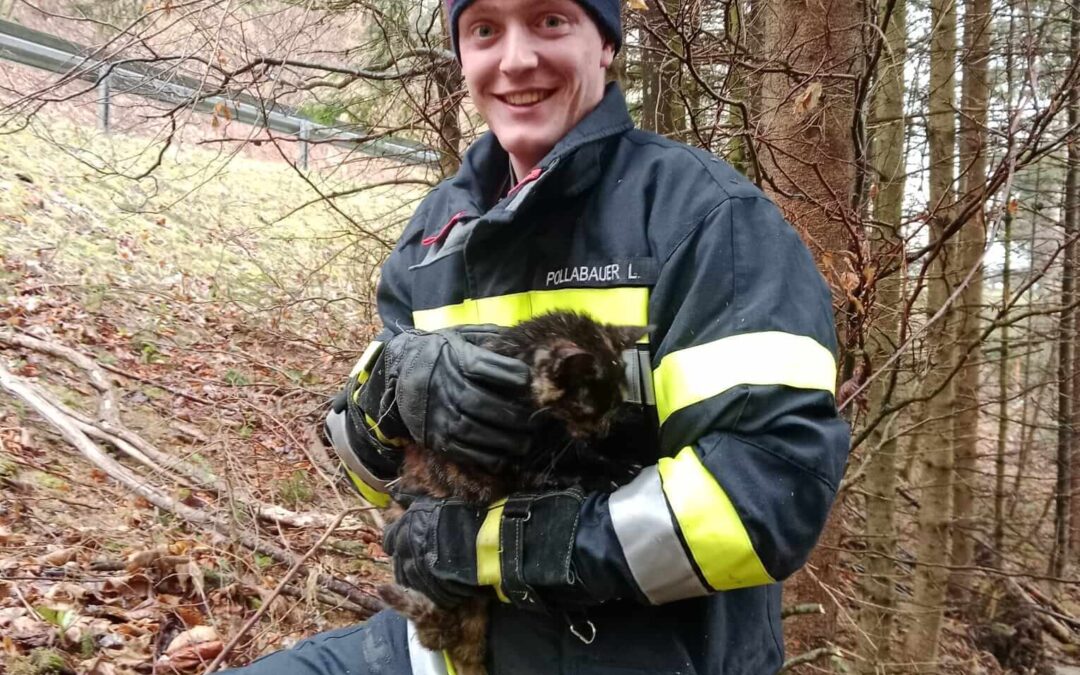 10.04.2026 Katze auf Baum